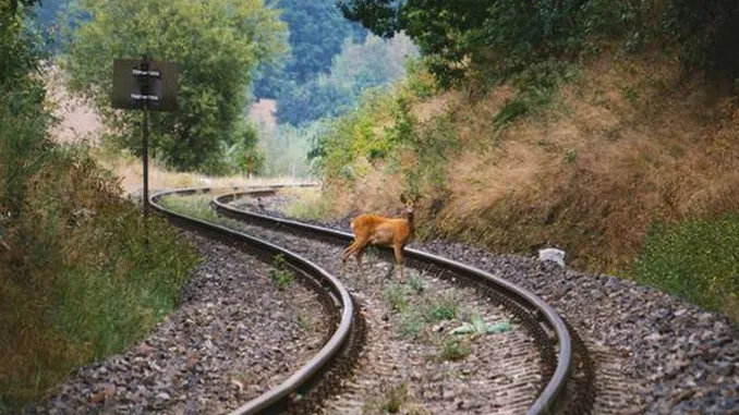 Alstom and FLOX Robotics announce pioneering collaboration on Wildlife Detection Technology